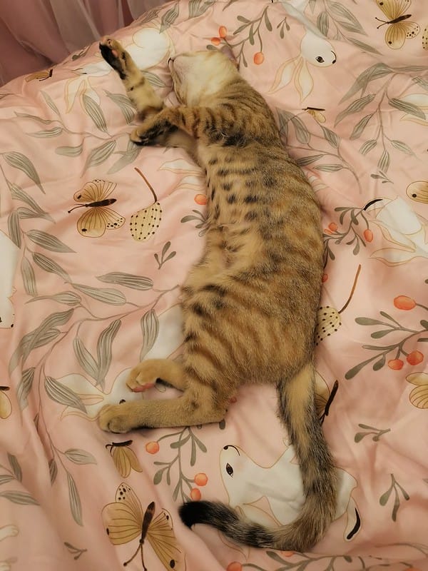 睡過就回不去的天絲系列｜戀家小舖．台灣製造．網美床包就愛60支天絲床包兩用被套組