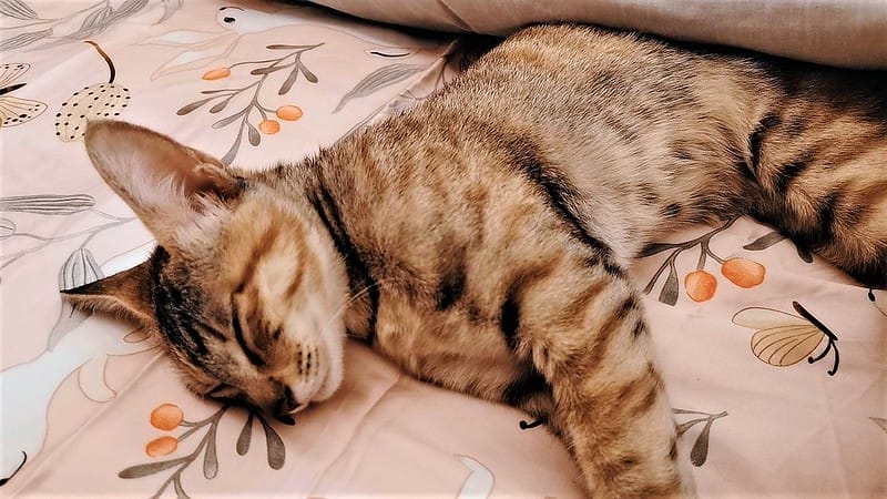 睡過就回不去的天絲系列｜戀家小舖．台灣製造．網美床包就愛60支天絲床包兩用被套組