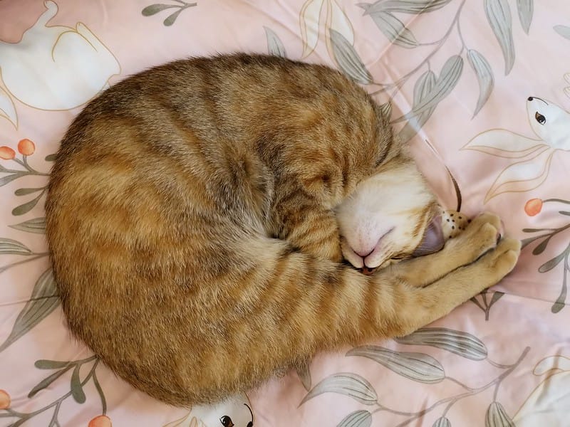 睡過就回不去的天絲系列｜戀家小舖．台灣製造．網美床包就愛60支天絲床包兩用被套組