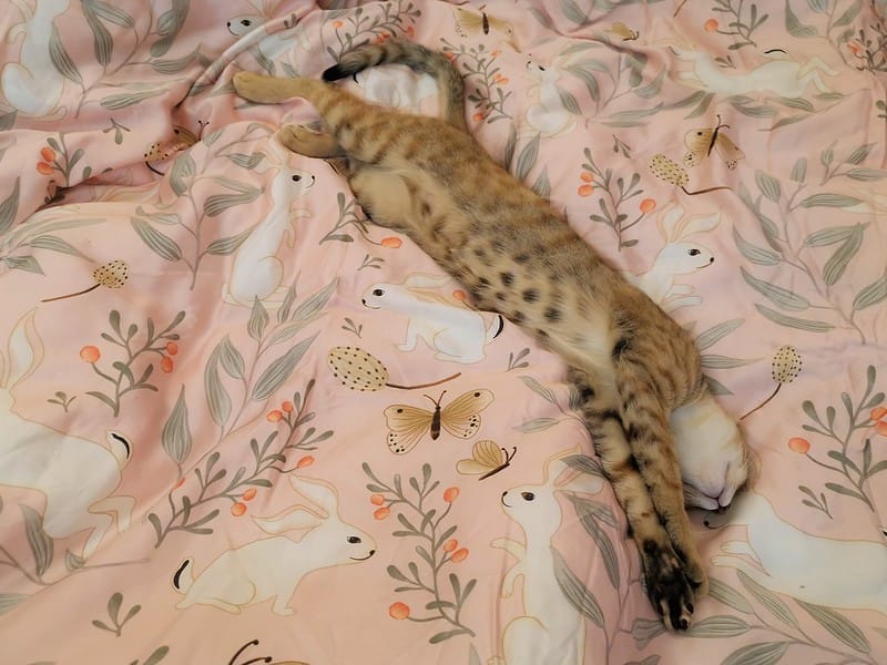 睡過就回不去的天絲系列｜戀家小舖．台灣製造．網美床包就愛60支天絲床包兩用被套組