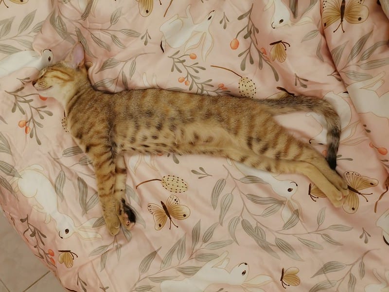 睡過就回不去的天絲系列｜戀家小舖．台灣製造．網美床包就愛60支天絲床包兩用被套組