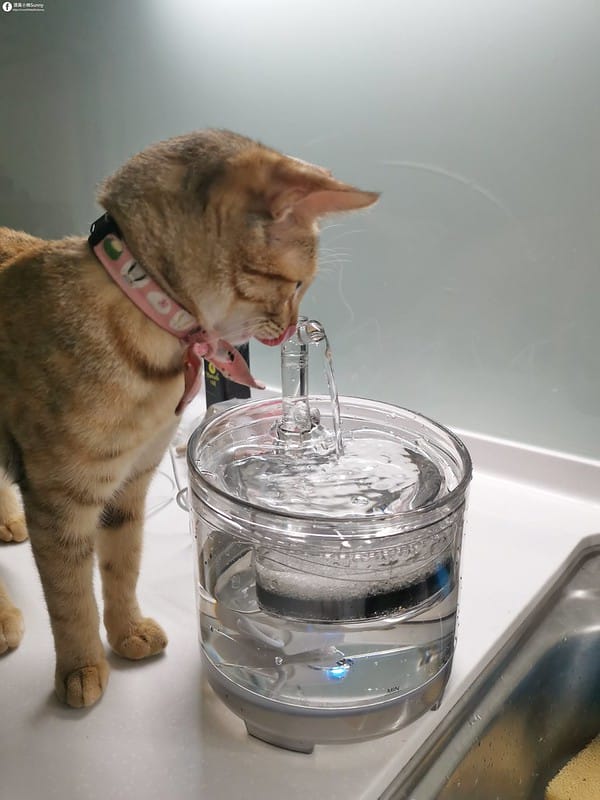 開箱日常｜寵物飲水機