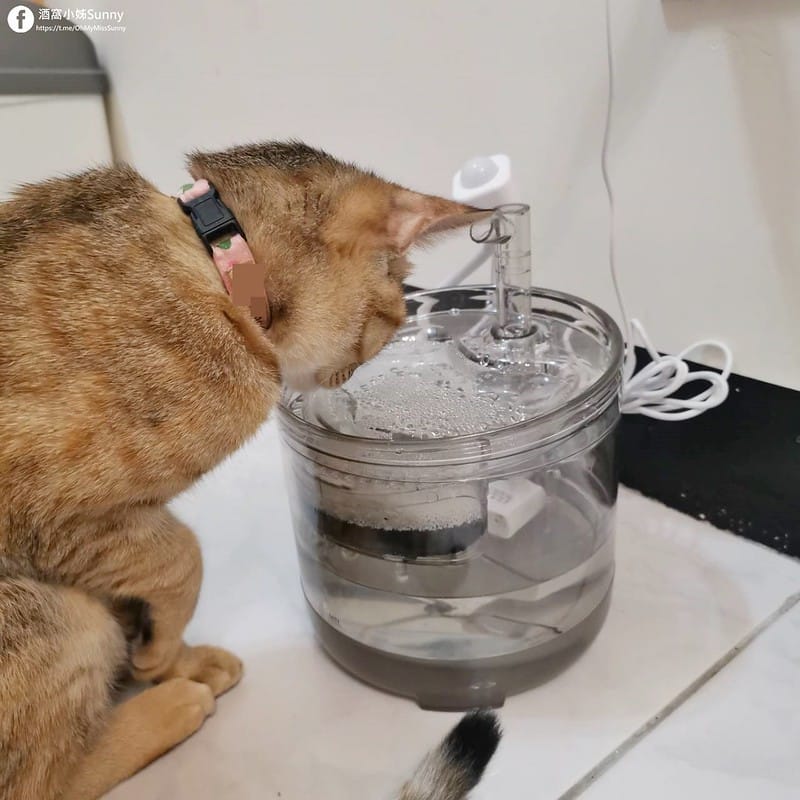 開箱日常｜寵物飲水機