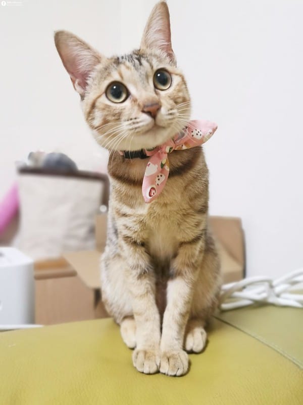 開箱日常｜寵物飲水機