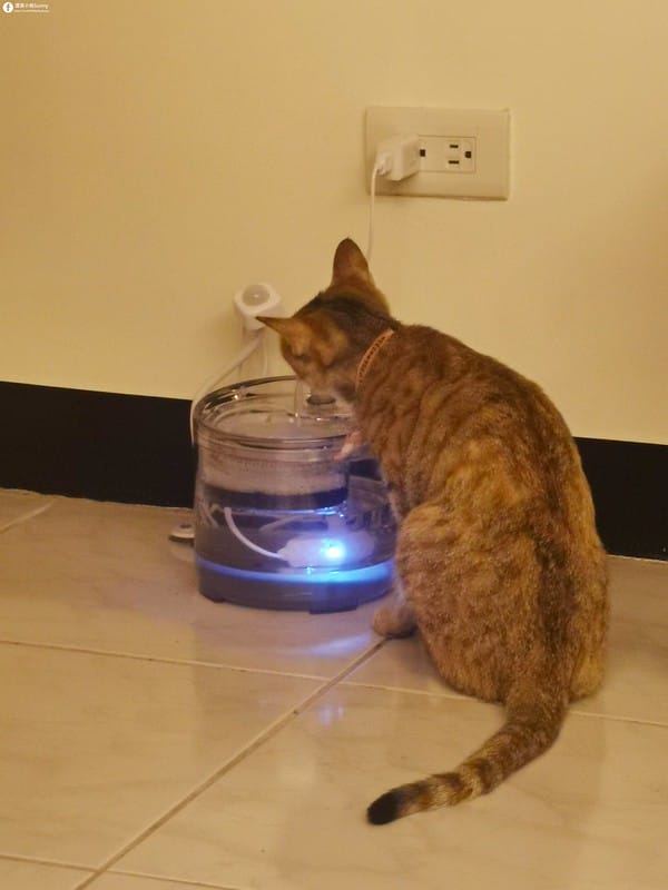 開箱日常｜寵物飲水機