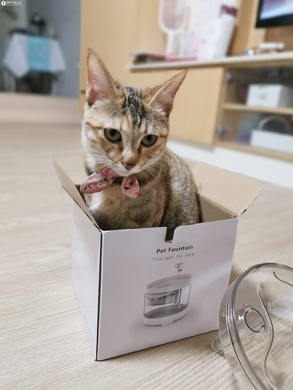 開箱日常｜寵物飲水機