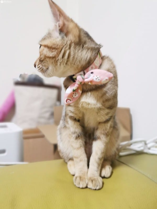 開箱日常｜寵物飲水機