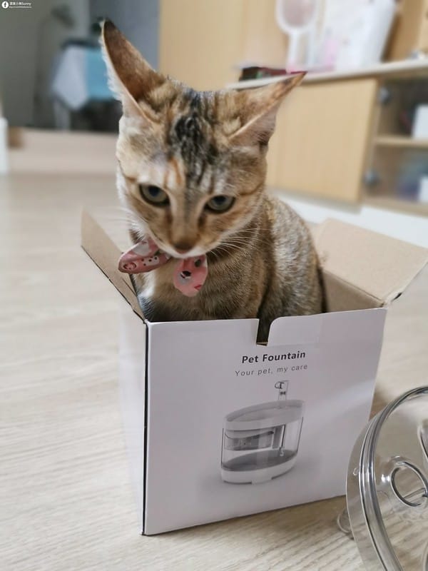 開箱日常｜寵物飲水機