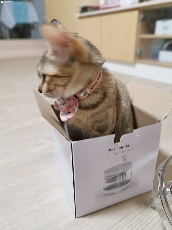 開箱日常｜寵物飲水機