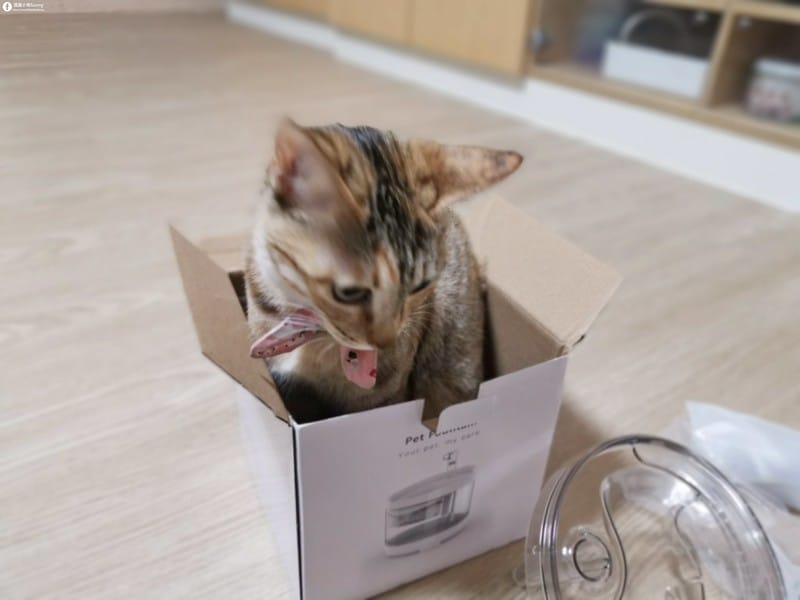 開箱日常｜寵物飲水機