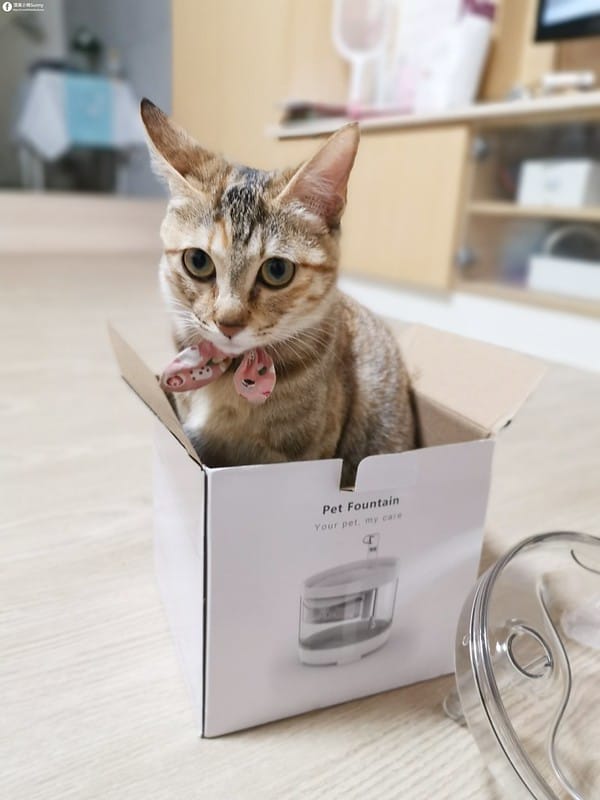 開箱日常｜寵物飲水機