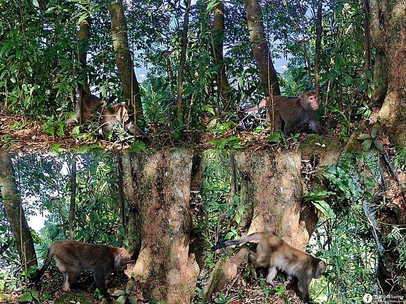 20221029｜苗栗馬拉邦山｜馬拉邦山登山步道ｘ台灣小百岳ｘ賞雲海、賞楓紅
