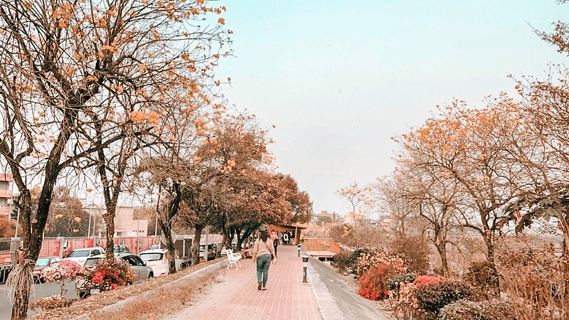 2021.2.27軍暉橋黃金風鈴木花況隨拍