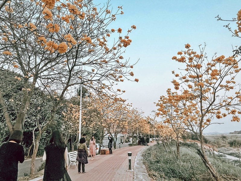 2021.2.27軍暉橋黃金風鈴木花況隨拍