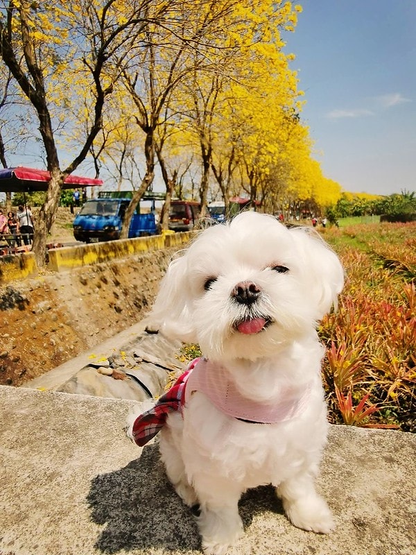 2020年3月黃金風鈴木 花況