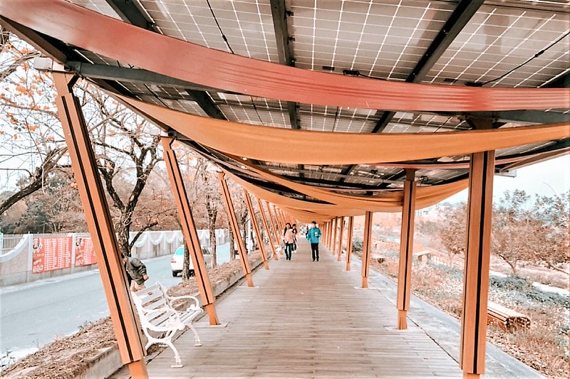 2021.2.27軍暉橋黃金風鈴木花況隨拍