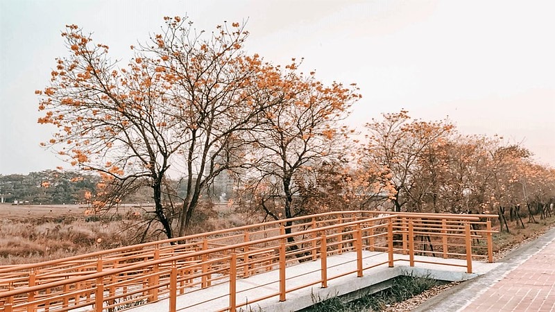 2021.2.27軍暉橋黃金風鈴木花況隨拍