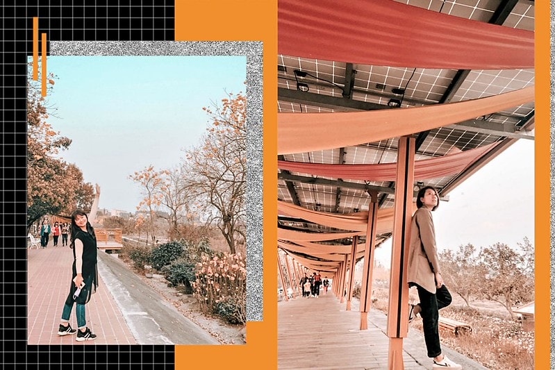 2021.2.27軍暉橋黃金風鈴木花況隨拍