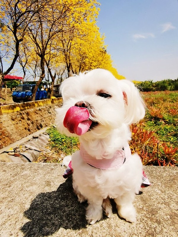 2020年3月黃金風鈴木 花況