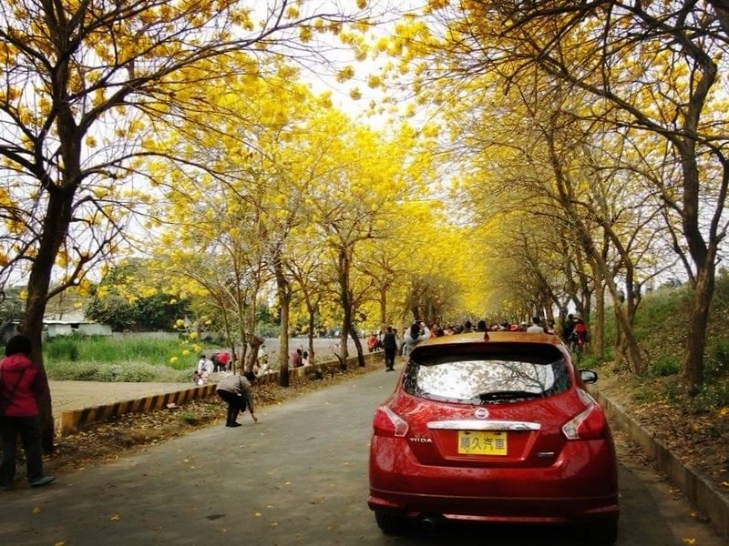 2020年3月黃金風鈴木 花況