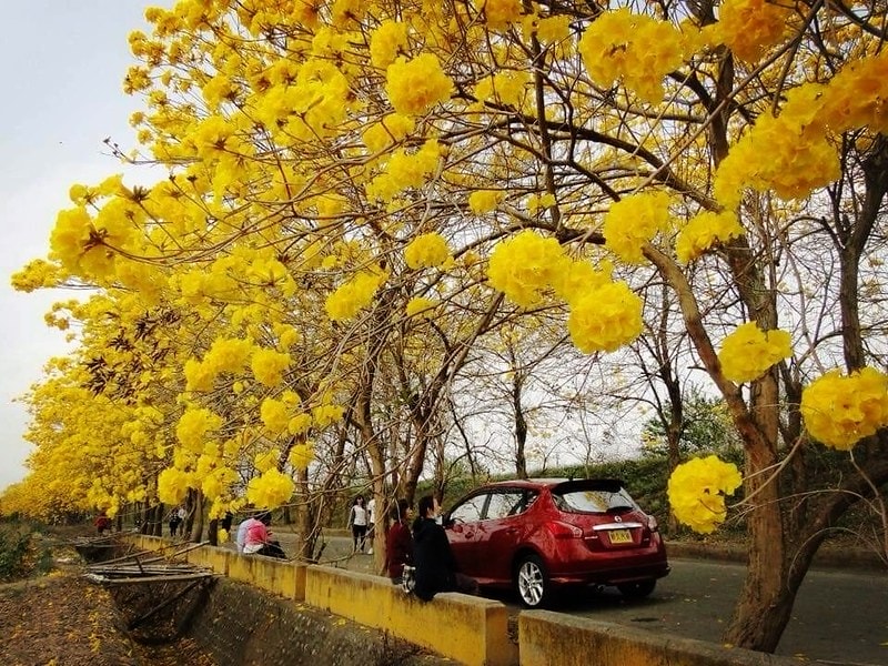 2020年3月黃金風鈴木 花況