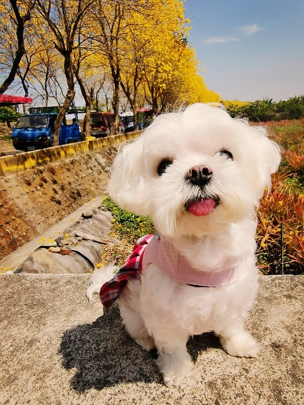 2020年3月黃金風鈴木 花況