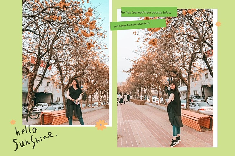 2021.2.27軍暉橋黃金風鈴木花況隨拍