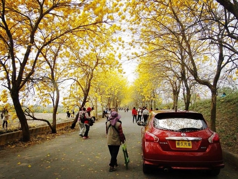 2020年3月黃金風鈴木 花況