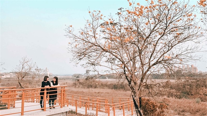 2021.2.27軍暉橋黃金風鈴木花況隨拍