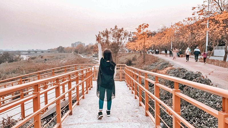 2021.2.27軍暉橋黃金風鈴木花況隨拍