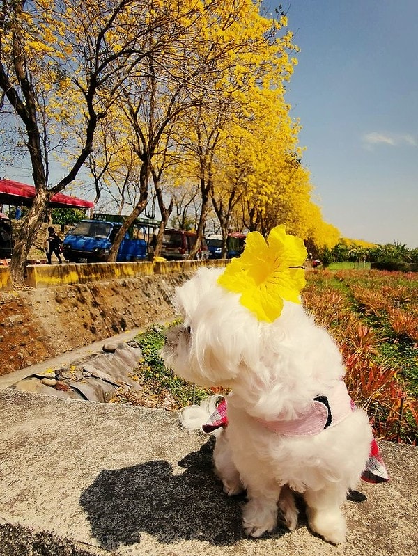 2020年3月黃金風鈴木 花況