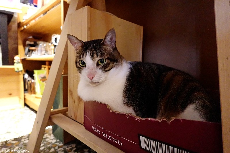 鹿草美食酒窩小姊sunny in 幕後咖啡