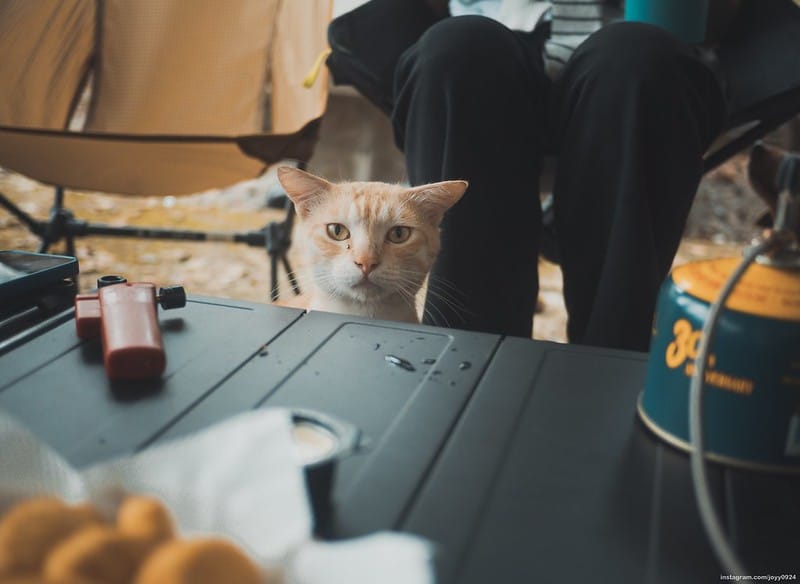 野營中｜2023513神山露營 photo by instagram.com/joyy0924