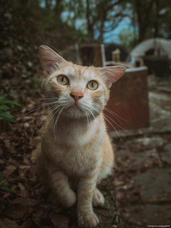 野營中｜2023513神山露營 photo by instagram.com/joyy0924