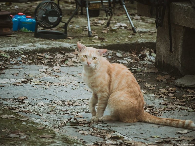 野營中｜2023513神山露營 photo by instagram.com/joyy0924