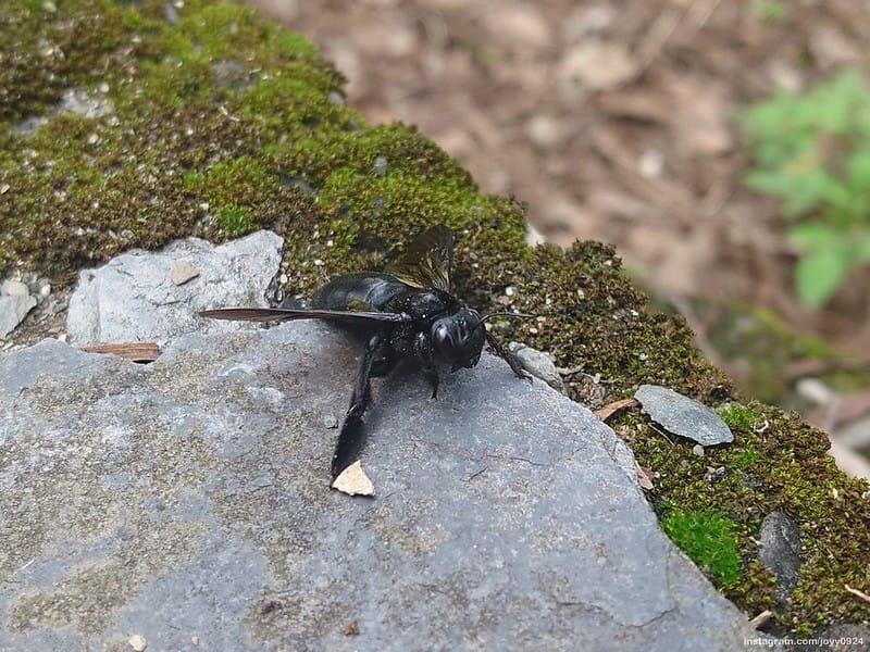 野營中｜2023513神山露營 photo by instagram.com/joyy0924