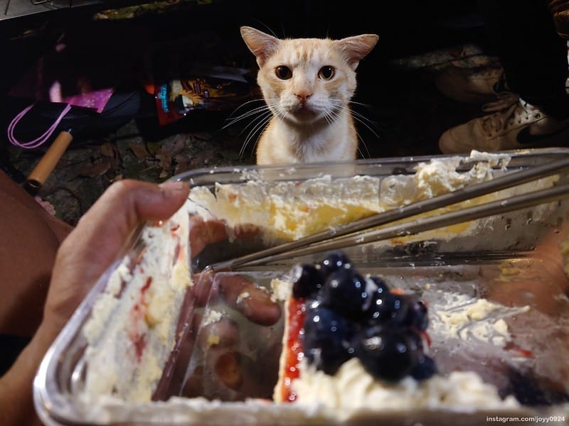 野營中｜2023513神山露營 photo by instagram.com/joyy0924