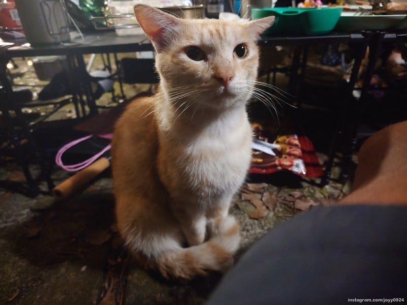 野營中｜2023513神山露營 photo by instagram.com/joyy0924