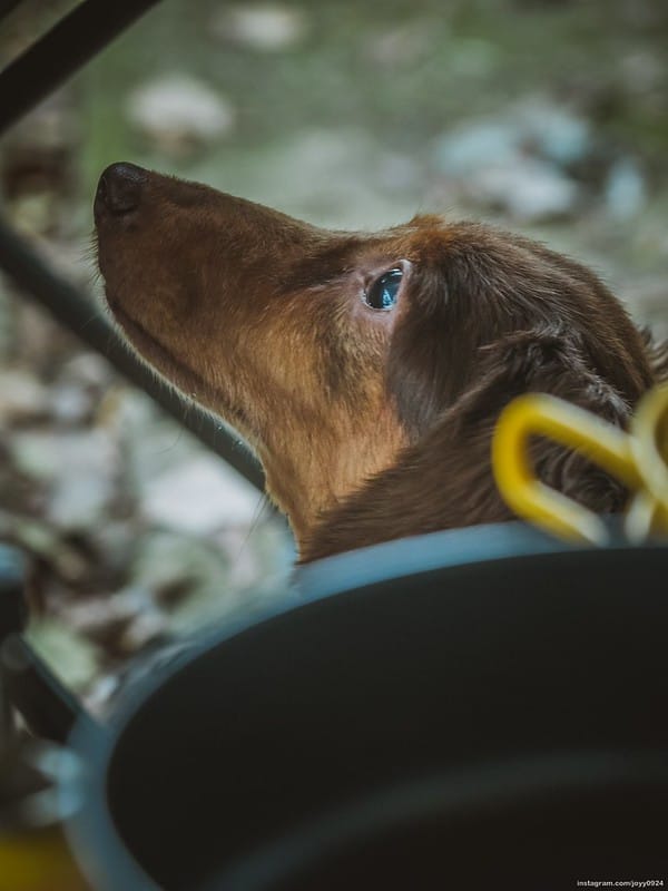 野營中｜2023513神山露營 photo by instagram.com/joyy0924