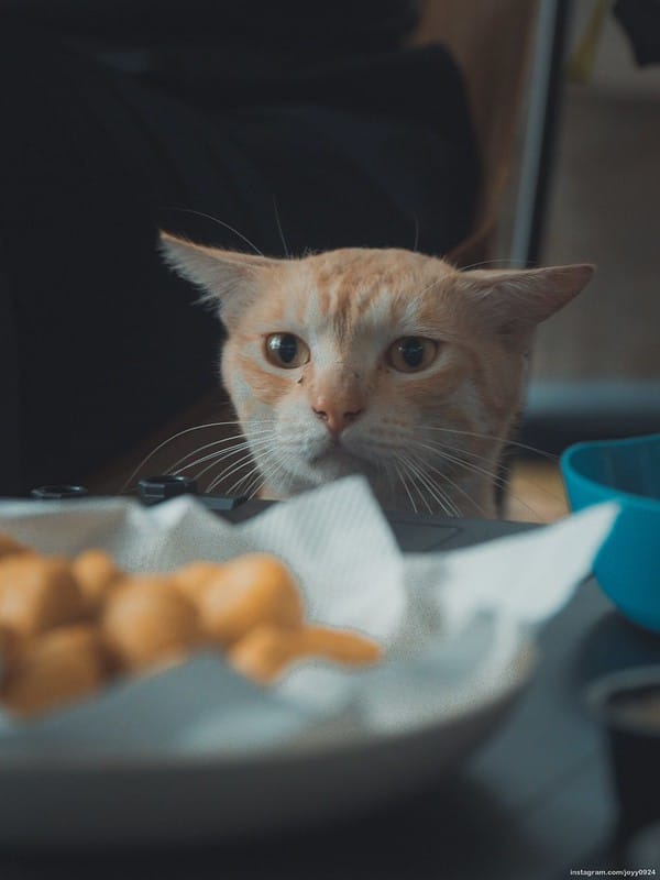 野營中｜2023513神山露營 photo by instagram.com/joyy0924