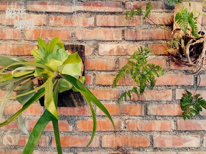 隱藏在鄉村裡の鉛花咖啡