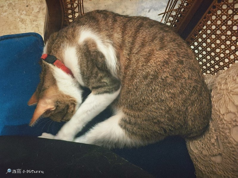 嘉義咖啡廳IN COFFEE—貓咪咖啡廳開到凌晨一點的嘉義咖啡廳,幸運的話同場有7隻貓咪相伴