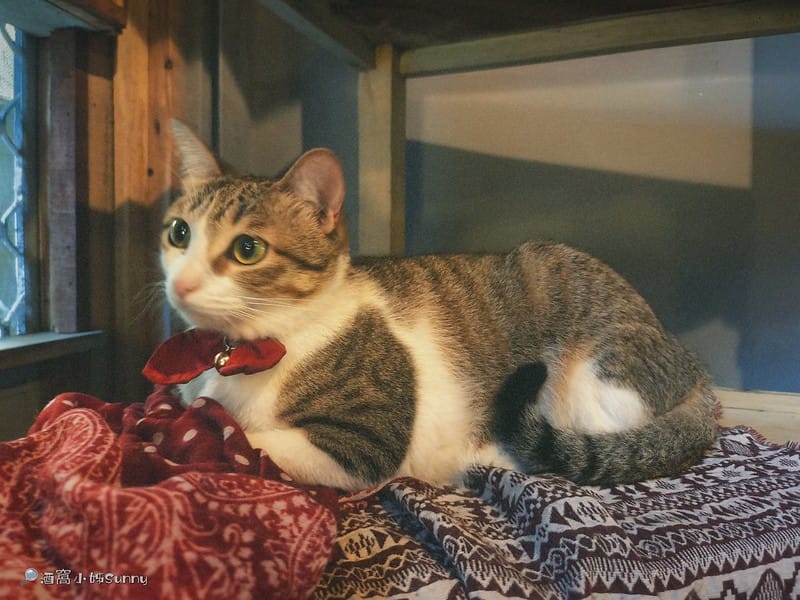 嘉義咖啡廳｜IN COFFEE︱貓咪咖啡廳｜開到凌晨一點的嘉義咖啡廳，幸運的話同場有７隻貓咪相伴