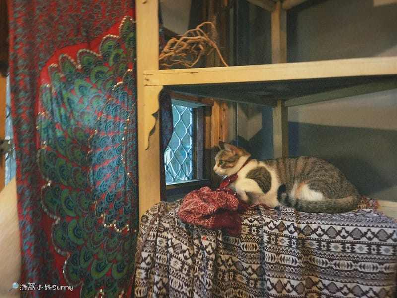 嘉義咖啡廳｜IN COFFEE︱貓咪咖啡廳｜開到凌晨一點的嘉義咖啡廳，幸運的話同場有７隻貓咪相伴