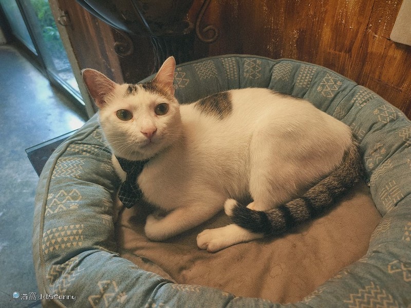 嘉義咖啡廳IN COFFEE—貓咪咖啡廳開到凌晨一點的嘉義咖啡廳,幸運的話同場有7隻貓咪相伴