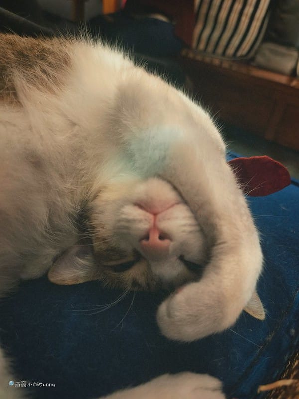 嘉義咖啡廳｜IN COFFEE︱貓咪咖啡廳｜開到凌晨一點的嘉義咖啡廳，幸運的話同場有７隻貓咪相伴