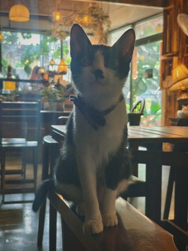 嘉義咖啡廳IN COFFEE—貓咪咖啡廳開到凌晨一點的嘉義咖啡廳,幸運的話同場有7隻貓咪相伴