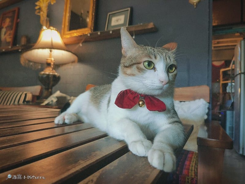 嘉義咖啡廳｜IN COFFEE︱貓咪咖啡廳｜開到凌晨一點的嘉義咖啡廳，幸運的話同場有７隻貓咪相伴