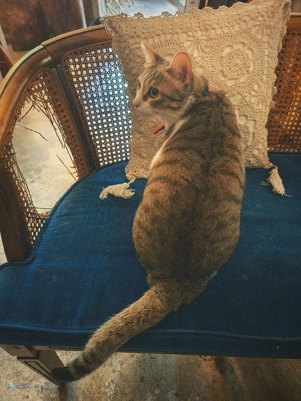 嘉義咖啡廳IN COFFEE—貓咪咖啡廳開到凌晨一點的嘉義咖啡廳,幸運的話同場有7隻貓咪相伴