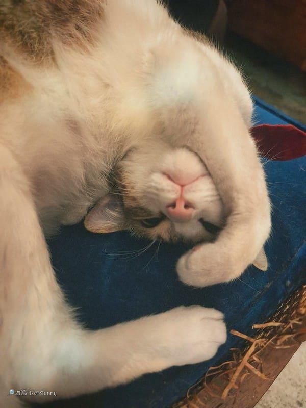 嘉義咖啡廳｜IN COFFEE︱貓咪咖啡廳｜開到凌晨一點的嘉義咖啡廳，幸運的話同場有７隻貓咪相伴